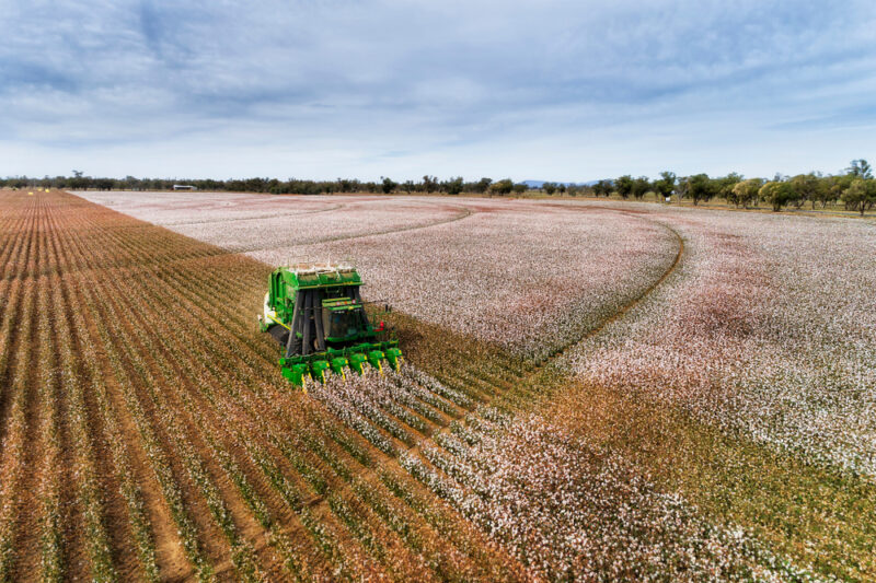 Straight,Rows,Of,Cotton,Plants,With,Blossoming,White,Boxes,Harvested